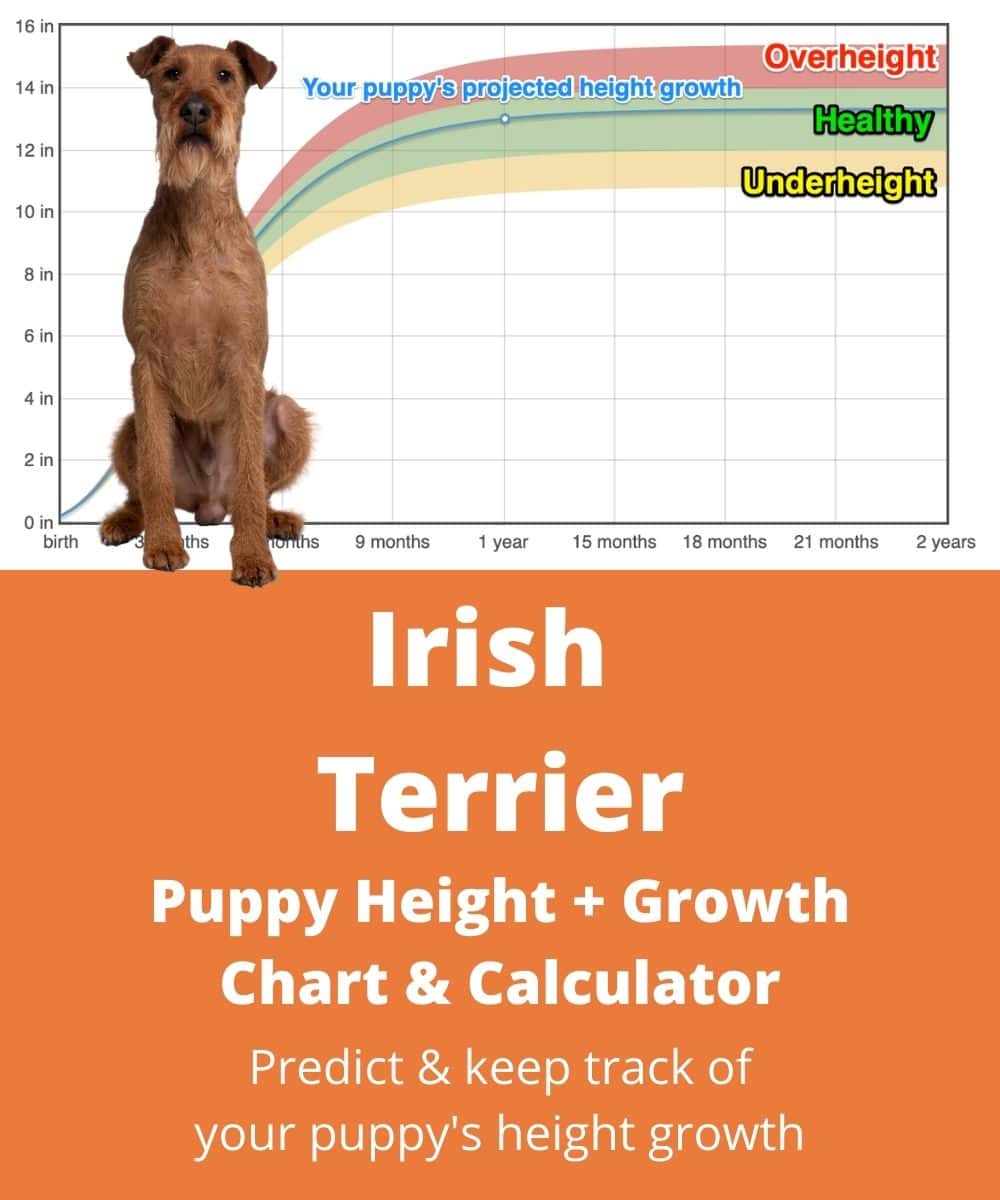 irish-terrier Puppy height Growth Chart